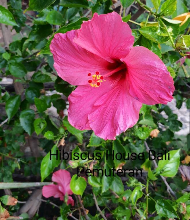 Готель Hibiscus House Пемутеран Екстер'єр фото